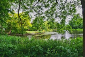 green, vondelpark, sustainable, amsterdam, Europe